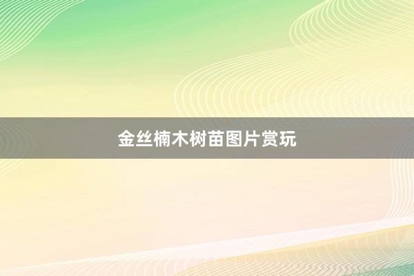 金丝楠木树苗图片赏玩